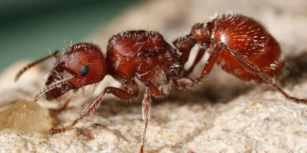 Azərbaycanlını qarışqa dişlədi, 16 min manat sığorta aldı