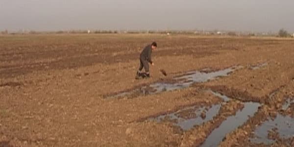 Azərbaycanda fermerlərə daha 57,5 mln. manat subsidiya ödəniləcək
