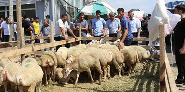 Bakıda Qurban ətini hardan almalı? - ÜNVANLAR