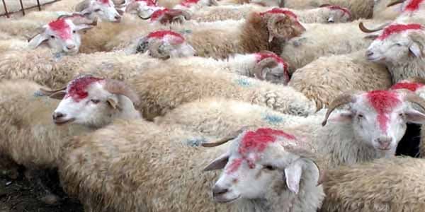 Qurbanlıq heyvanların qiyməti neçəyədir? (VİDEO)