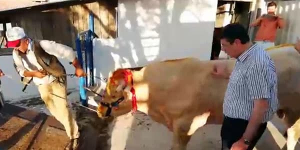 Ərdoğan 1,5 ton ağırlığında qurbanlıq aldı (VİDEO)