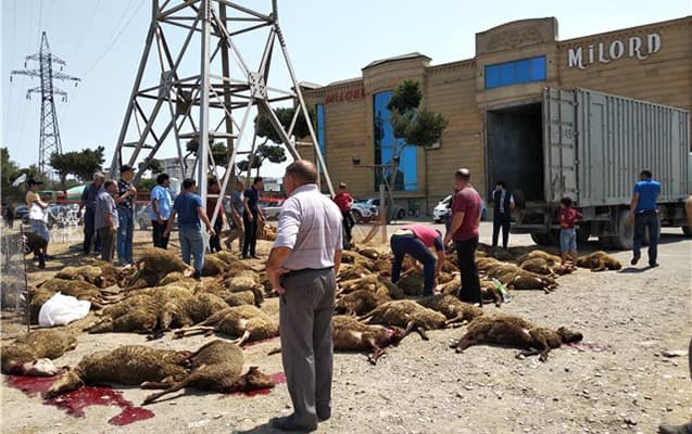 70-dən çox qurbanlıq qoyun tələf oldu, yenə də kəsdilər (FOTO /VİDEO)