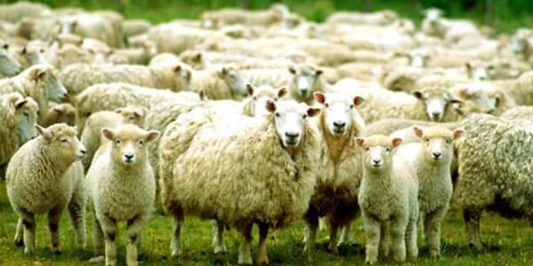 Azərbaycanda nə qədər qoyun var? – Rəsmi