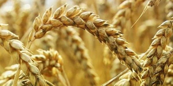 Dünya aclıqla üz-üzə: cəmi 26 gün bəs edəcək buğda qalacaq