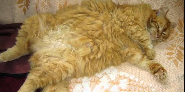 Kök pişik 8-ci mərtəbədən kişinin başına düşdü: xəstəxanalıq oldu