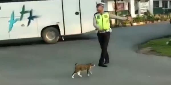 Hamı bu yol polisindən danışır: pişik üçün... (VİDEO)