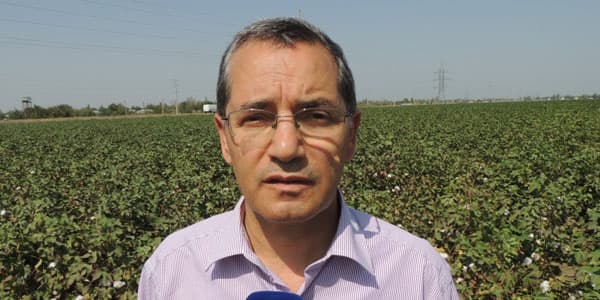 Ölkə üzrə pambıq yığımına 403 kombayn cəlb olunub