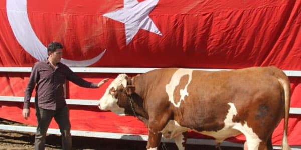 Ərdoğana öküz hədiyyə edəcəklər (FOTOLAR)