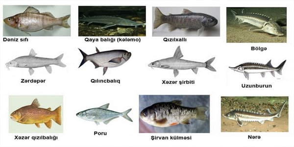 Bu balıqların ovlanması qadağan edildi