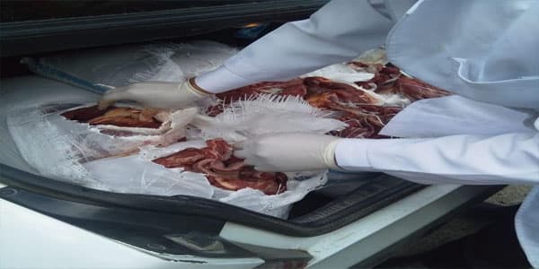Bərdədə 600 kiloqram at əti aşkarlandı