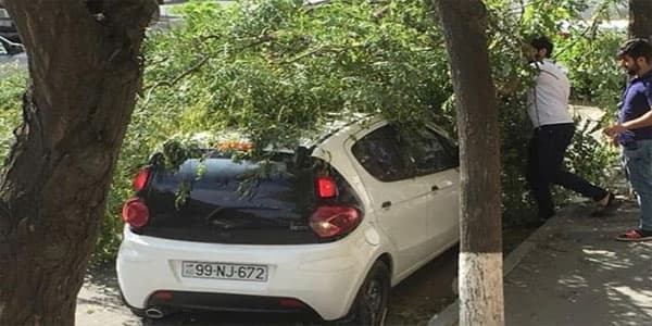 Bakıda ağac maşınların üstünə aşdı: BŞİH gücləndirilmiş rejimə keçdi (FOTOLAR)