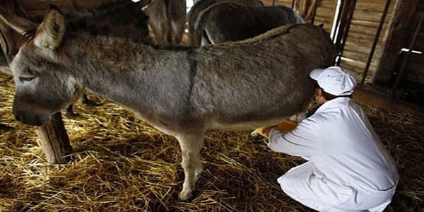 Eşşək ferması qanunsuz fəaliyyət göstərirmiş: araşdırmalar başladı