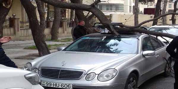 BŞİH-dən sürücülərə xəbərdarlıq: Avtomobilləri ağacların altında park etməyin 