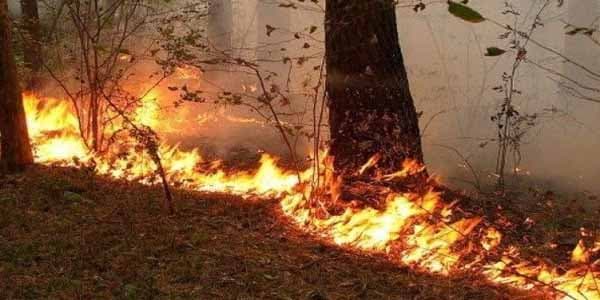 Qızılağac Dövlət Təbiət Qoruğunda güclü yanğın başlayıb