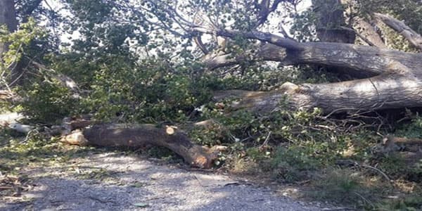 Bakıda bu dəfə 60 ağac aşdı