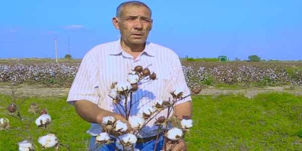 Fermer: Pambığı son qozasına kimi yığıb təhvil verəcəyik