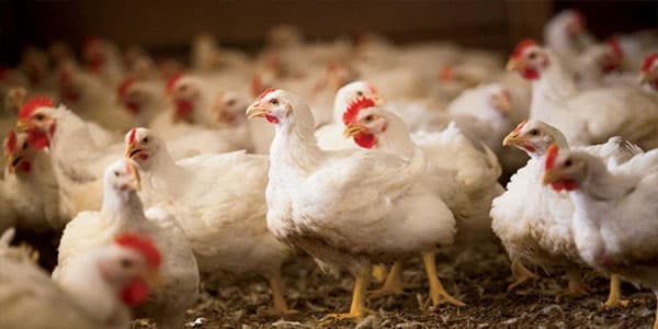 Azərbaycanda diri toyuqların satışı məhdudlaşdırılacaq