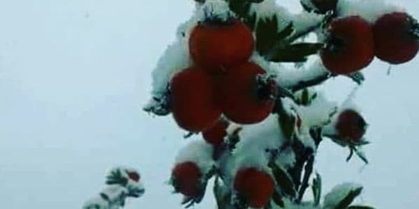 Naxçıvana da ilk qar yağdı (FOTOLAR)