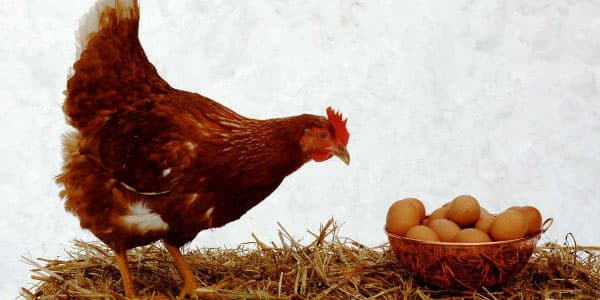 Azərbaycanda "kənd yumurta"sı 100 faiz bahalaşdı (AÇIQLAMA)