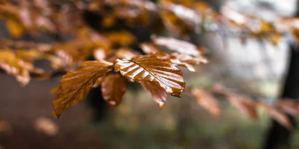Noyabr ayı üçün hava proqnozu açıqlandı