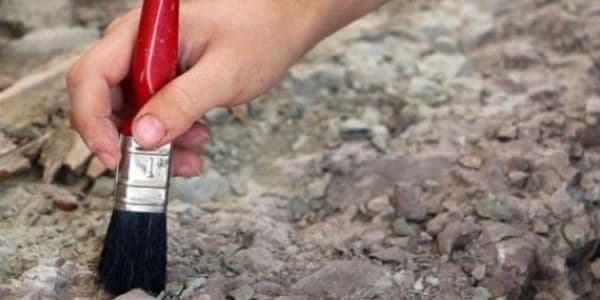 110 milyon illik dinozavr qalıqları tapıldı