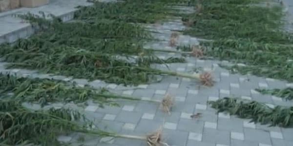 İstixanada yetişdirilən 10 kilo marixuana: ”Ailə üzvlərimə gül olduğunu demişdim”