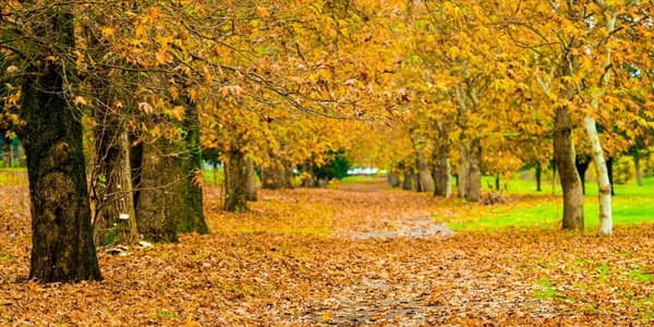 Sabahın hava proqnozu açıqlandı