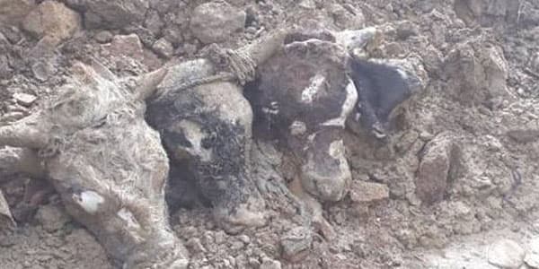 Bakıda kanalizasiyadan heyvan başları çıxarıldı (VİDEO)