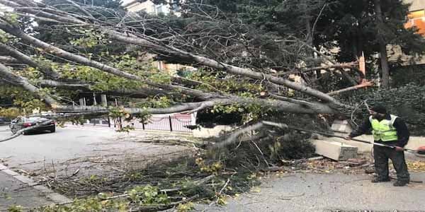 Bakıda 10 metr hündürlüyündə ağac restoranın üstünə aşdı (FOTOLAR)