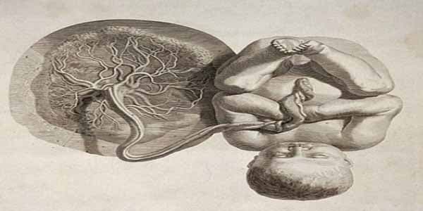 Alimlər qadın orqanizmindən kənarda cift yetişdiriblər