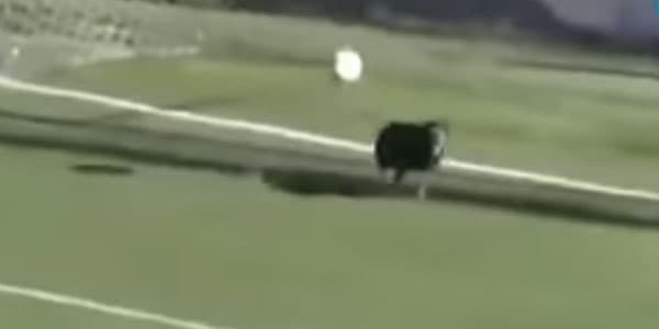 İt komandanı qoldan xilas etdi (VİDEO)