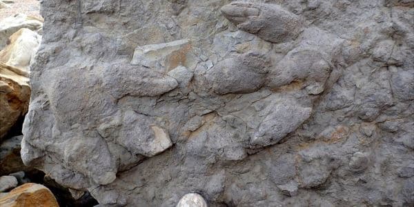 100 milyon il əvvələ aid dinozavr izləri tapıldı (FOTOLAR)