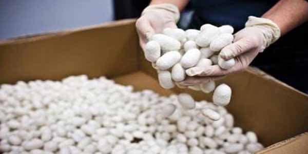 Azərbaycanda barama istehsalı son 20 ilin rekordunu qırdı