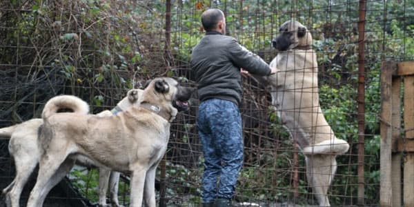 Azərbaycanlı Türkiyədən avtomobil qiymətinə it aldı