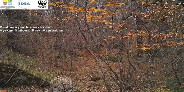 Milli parkda daha bir bəbir qeydə alındı (FOTO)