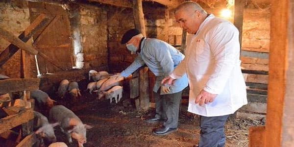 Nazirlik donuz təsərrüfatlarını yoxlayır
