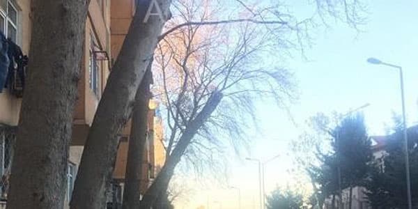 Bakıda külək təhlükəsi: ağaclar “yox edilir" (FOTO)