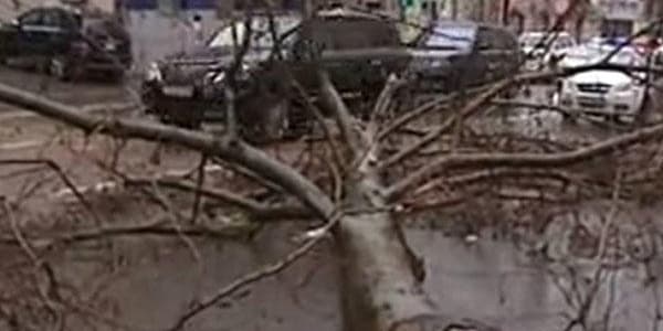 Güclü külək Bakıda ağacları aşırdı