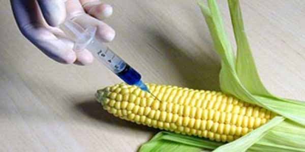 GMO məhsullar Azərbaycan bazarına hansı ölkələrdən daxil olur?