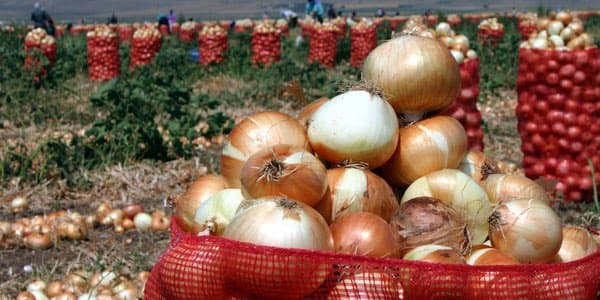 Türkiyədə soğan böhranı: Azərbaycandan alıb aparacaqlar - 20 qəpiyə