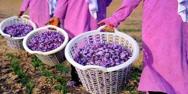 Dünyanın 12 ən bahalı vegetarian məhsulu arasında Abşeron zəfəranı ikinci oldu