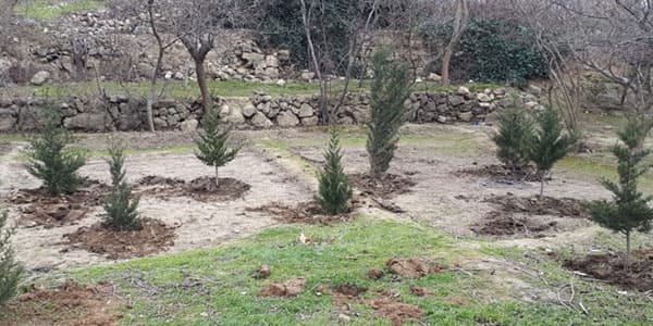 Bakıda ağacı kəsib obyekt tikmək istədilər (FOTO)