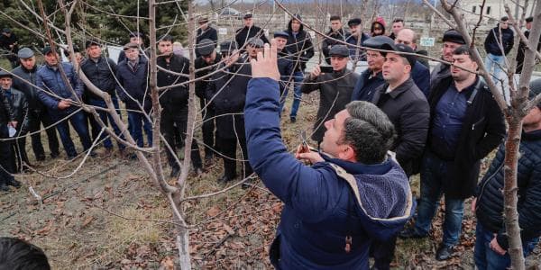 Qubada fermerlerə ağacların budanması mövzusunda təlim keçirilib (FOTOLAR)