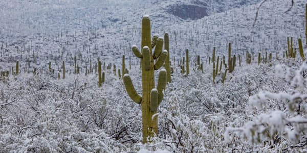 Arizonaya son bir əsrin ən güclü qarı yağıb