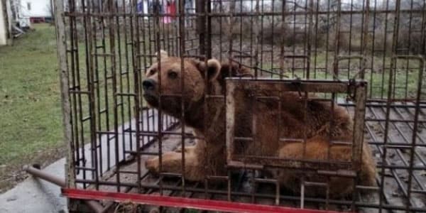 Qubada evində ayı saxlayan şəxs kimdir? (TƏFƏRRÜAT/FOTO/VİDEO)