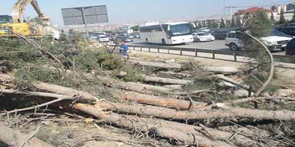 Şam ağaclarının kütləvi qurudulmasına görə 8240 manat cərimə yazıldı