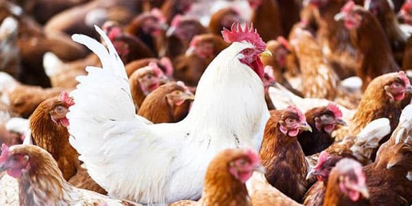 "Quş qripi” ilə bağlı son vəziyyət açıqlandı