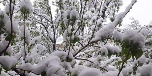 Qubaya qar yağıb, ağaclara zərər dəyib (FOTO/VİDEO)