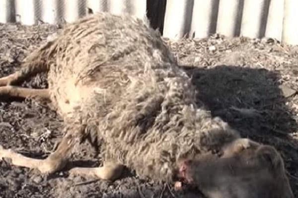 Xaçmaz sakinləri təşvişdə: Canavarlar 30 qoyunu parçaladı