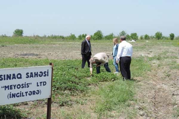 Azərbaycanda yeni giləmeyvə sortları becəriləcək